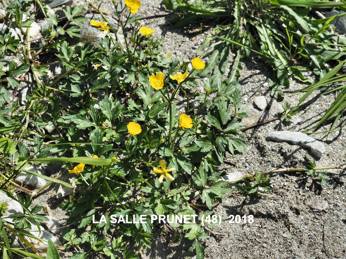 Buttercup, Creeping plant